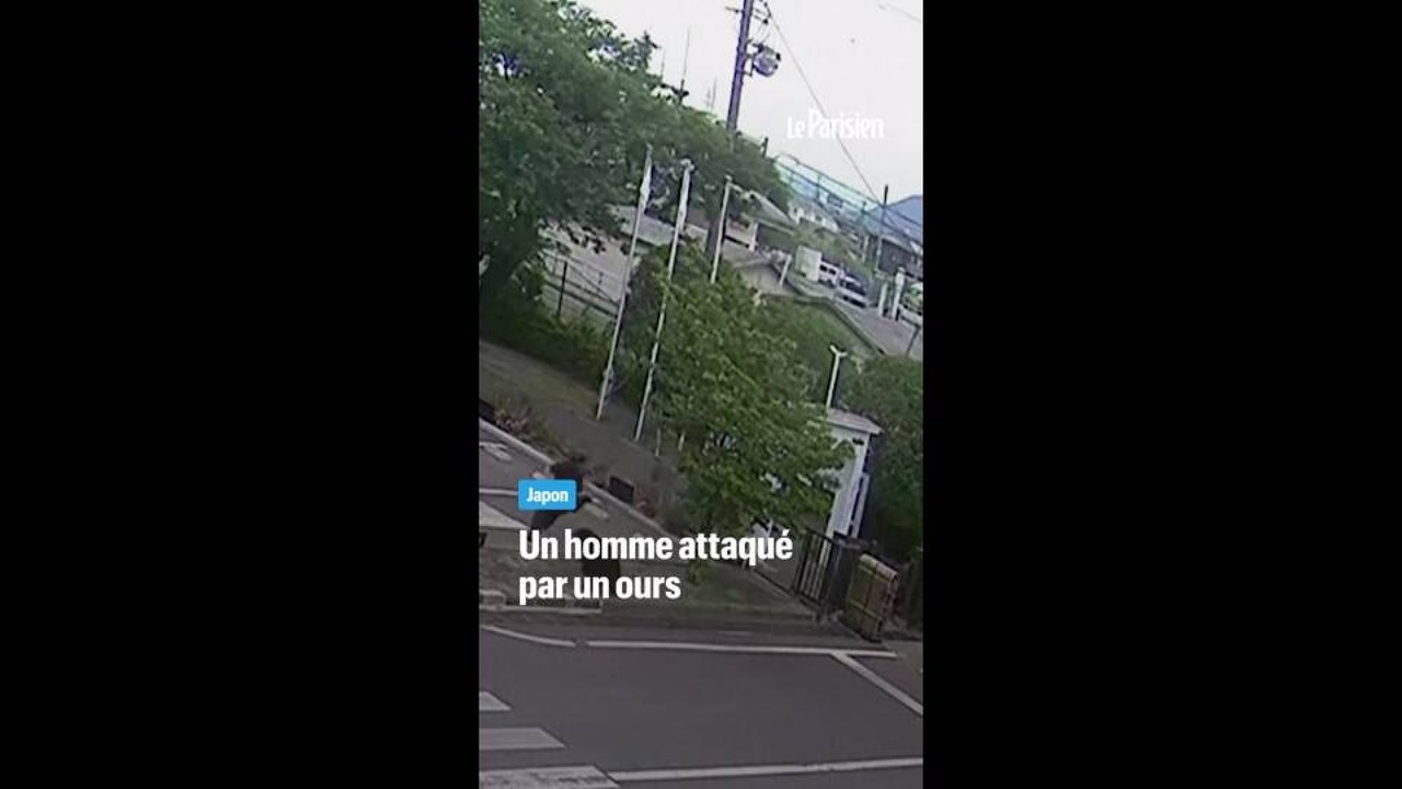 Attaque d'ours au Japon, quatre personnes blessées