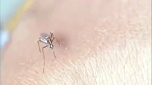 a mosquito's bad day