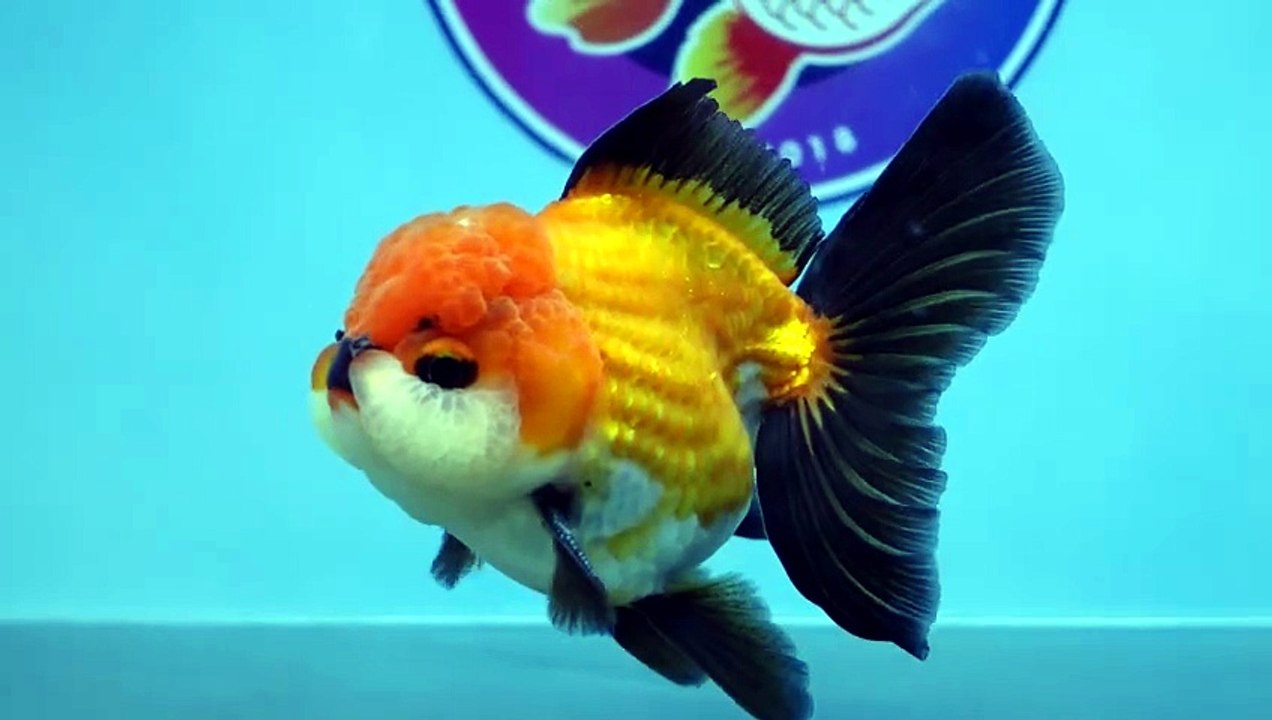 Buy Goldfish Online