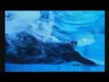 Swimming freestyle - Ian Thorpe 4