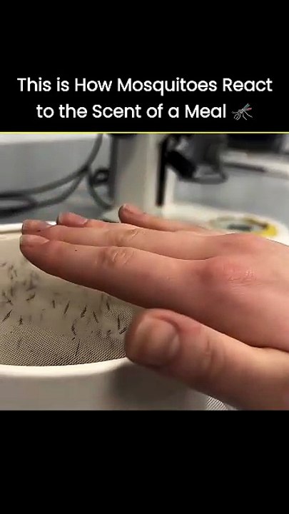 Tiny Predators