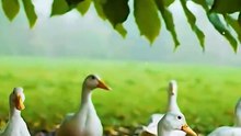 एक चिड़िया को देखो! __ आचार्य प्रशांत