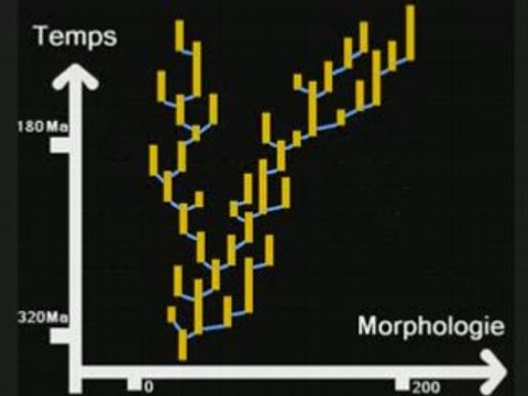 Évolution, Fossiles Transitoires Et Équilibres Ponctués