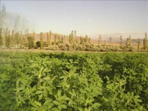 Orhan gencebay akma gözlerimden