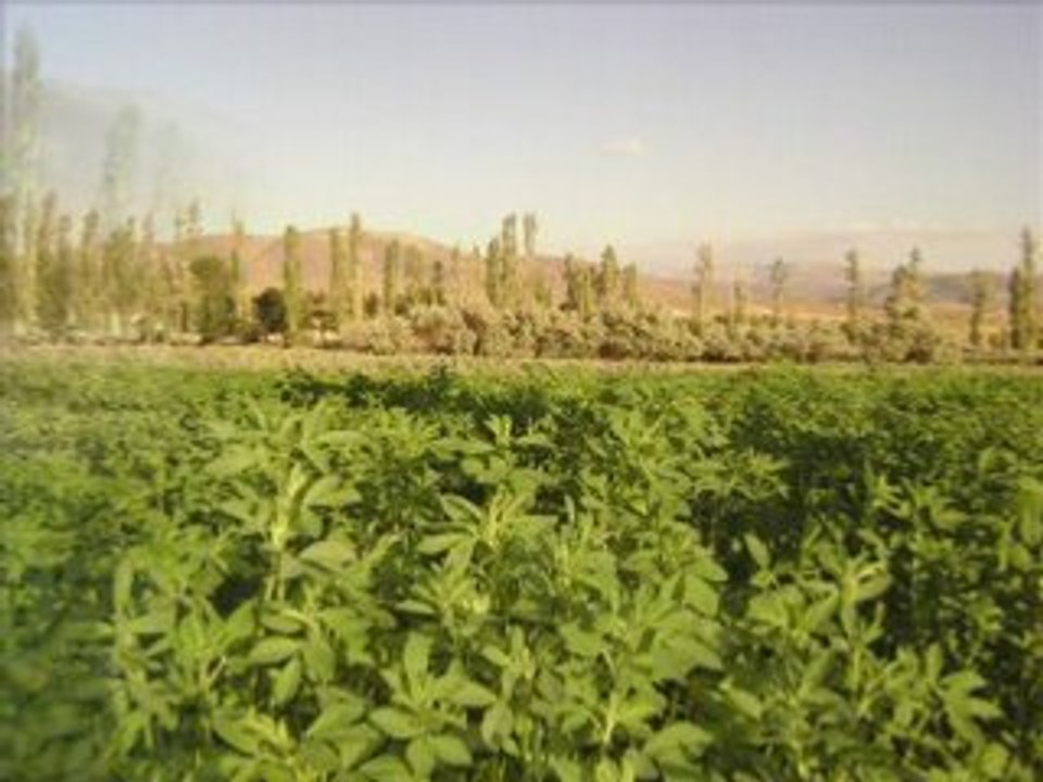 Orhan gencebay akma gözlerimden