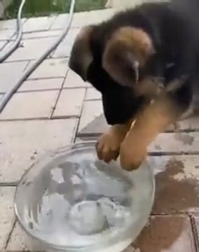 😂😂😂😂😂😂😂😂😂Funny German shepherd dog Sweet #funny cute #follow me on daily motion short video funny cute German shepherd dog 🤣🤣🤣🤣