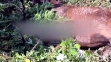 Un cheval jeté dans un fossé, enquête ouverte après des actes de maltraitance