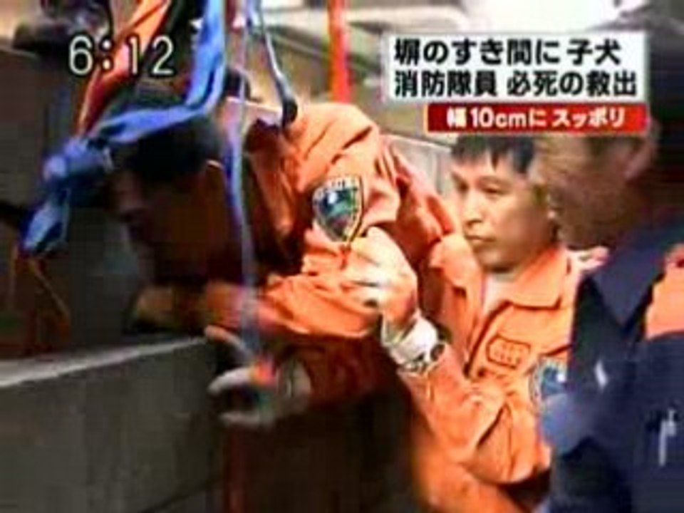 Resgate de cãozinho