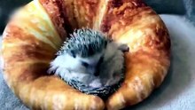 You're About To Go To Sleep But You Need To Take Your Son With You😁😂 Funny Animal Moments 2026