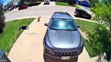 Funniest Animal Videos 2026 😂 When Pets Forget How To Behave