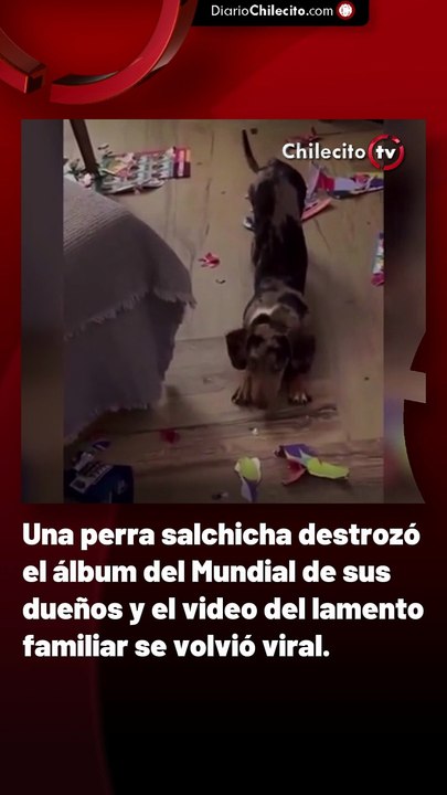 Una perra salchicha destrozó el álbum del Mundial de sus dueños y el video del lamento familiar se volvió viral.