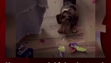 Una perra salchicha destrozó el álbum del Mundial de sus dueños y el video del lamento familiar se volvió viral.