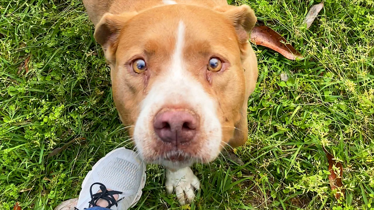 Family’s New House Comes With A Senior Pit Bull