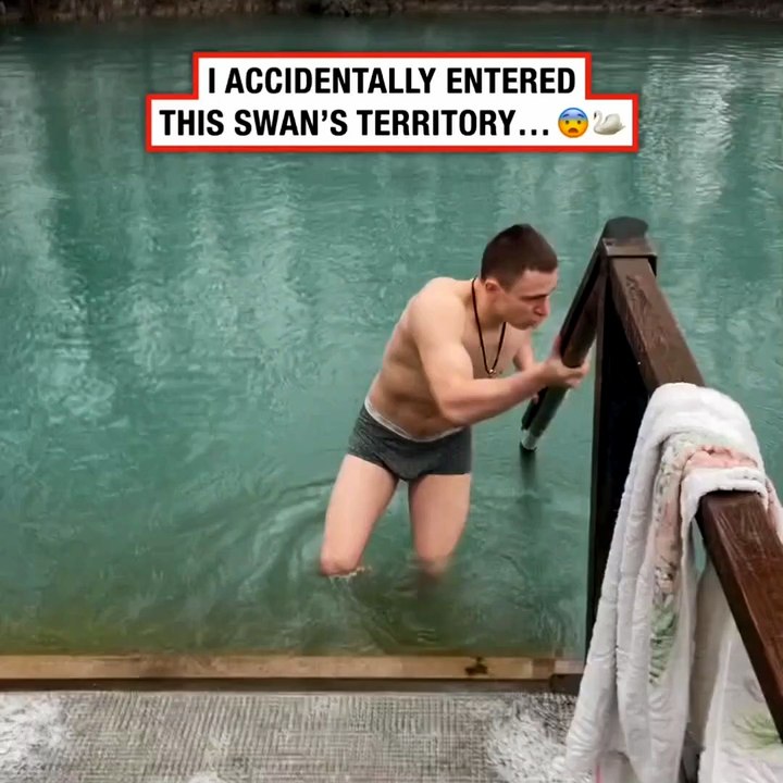 Don't Mess With the Swan: Swimming With an Angry Bird!