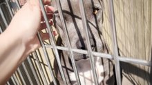Shelter Pittie Melts Into Rescuer After Being Saved