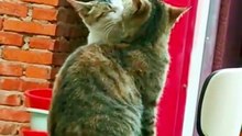 Wenn Katzen sich lieben