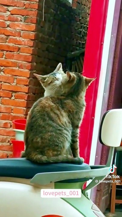 Wenn Katzen sich lieben