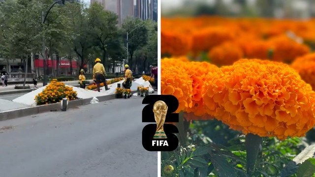 CDMX: ¿Mundial al estilo de Día de Muertos? plantan flores de cempasúchil en pleno mes de junio