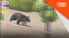 Empat cedera beruang hitam mengamuk