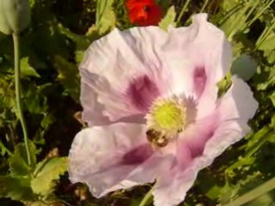Abeille pavot 0608