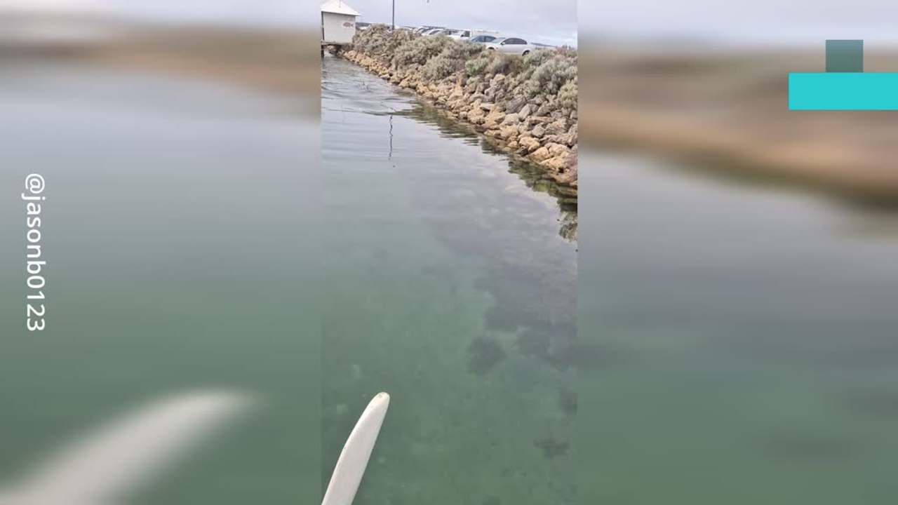 Dolphin's Clever Hunt Caught on Camera