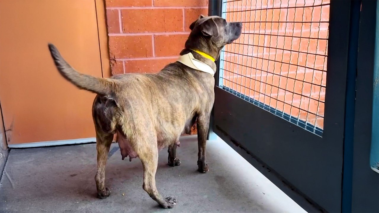 Pregnant Pittie Never Gave Up On Finding A Home