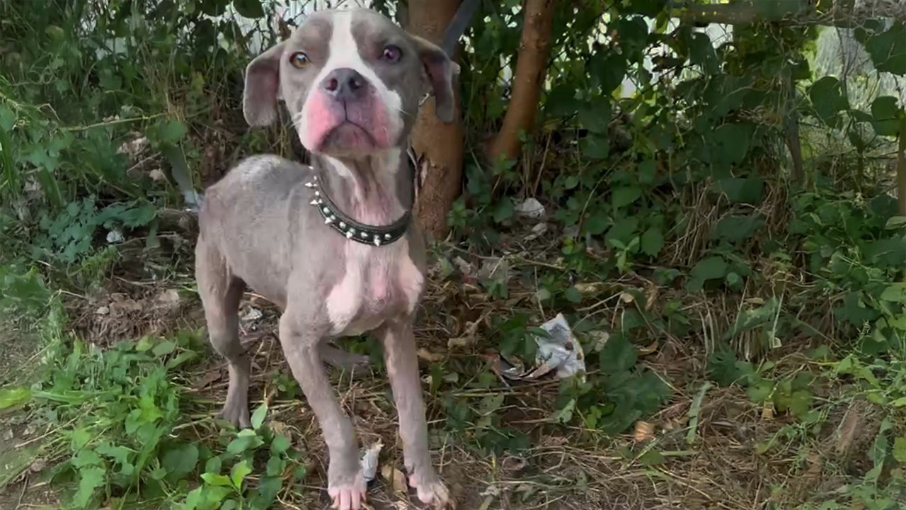 Skinny Pittie Tied Up Finds The Perfect Family