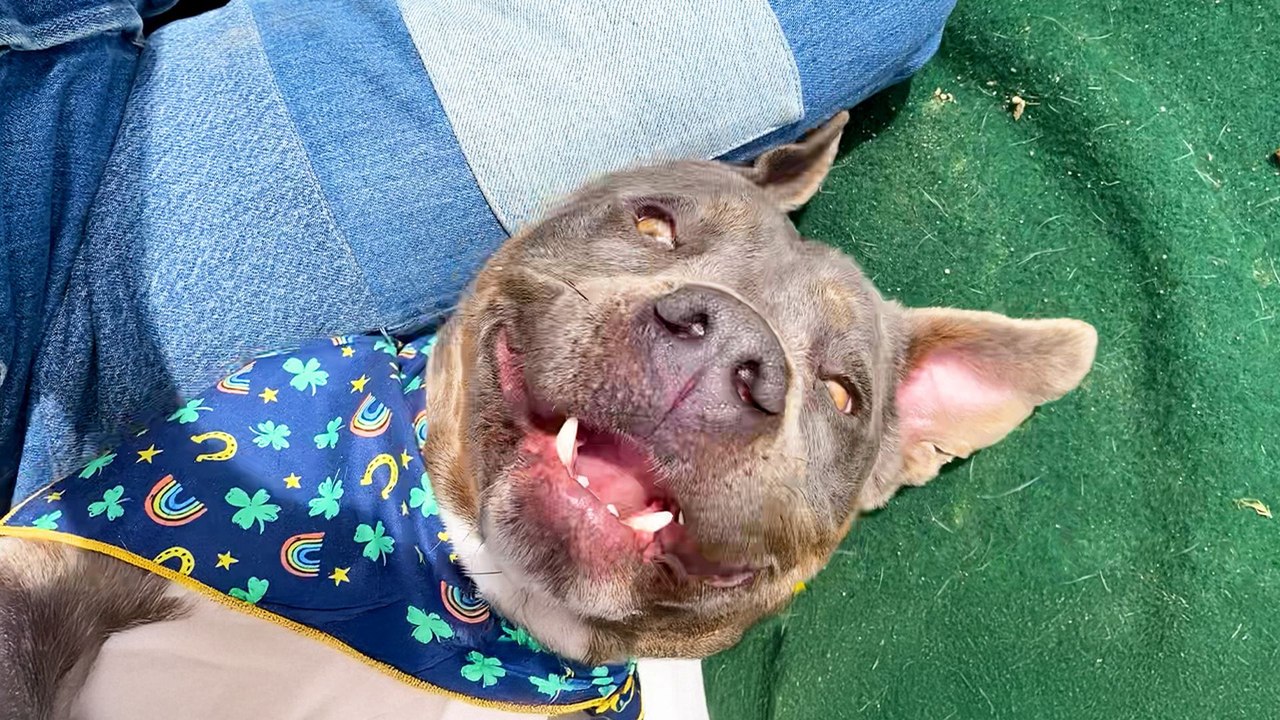 Woman Realizes She's Been Wrong About Pit Bulls