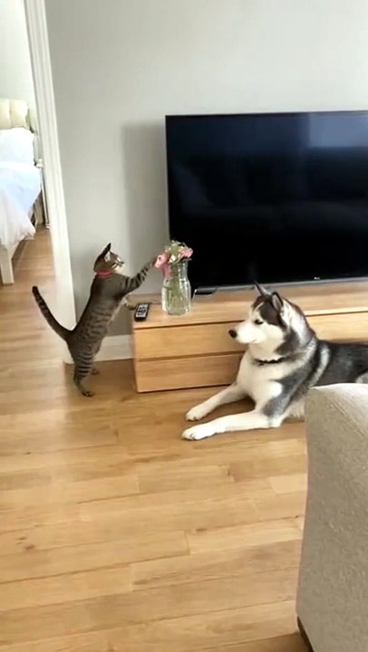 Funny animals 🤣