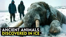 Ancient Creatures That Emerged From the Ice After Thousands of Years