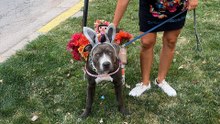Millennial Mom Includes Pittie In All Her Traditions