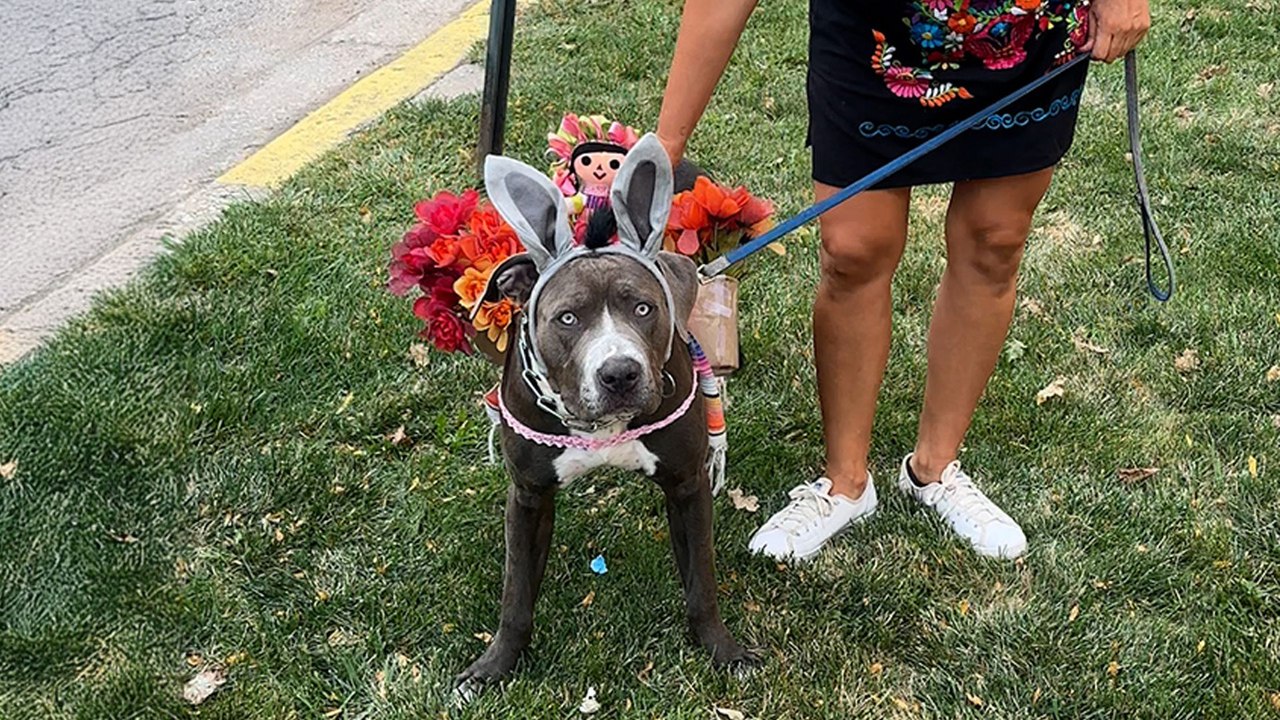 Millennial Mom Includes Pittie In All Her Traditions