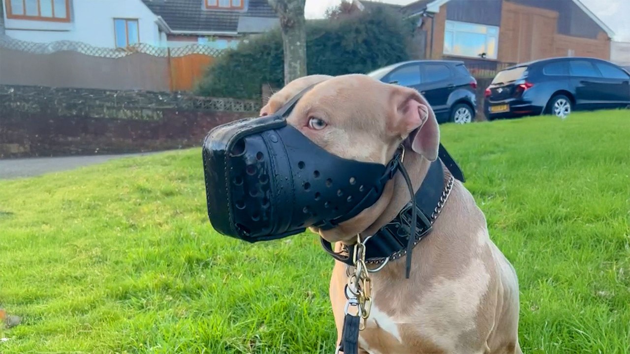 Woman Moves 9,000 Miles Away To Save Dog From UK Ban