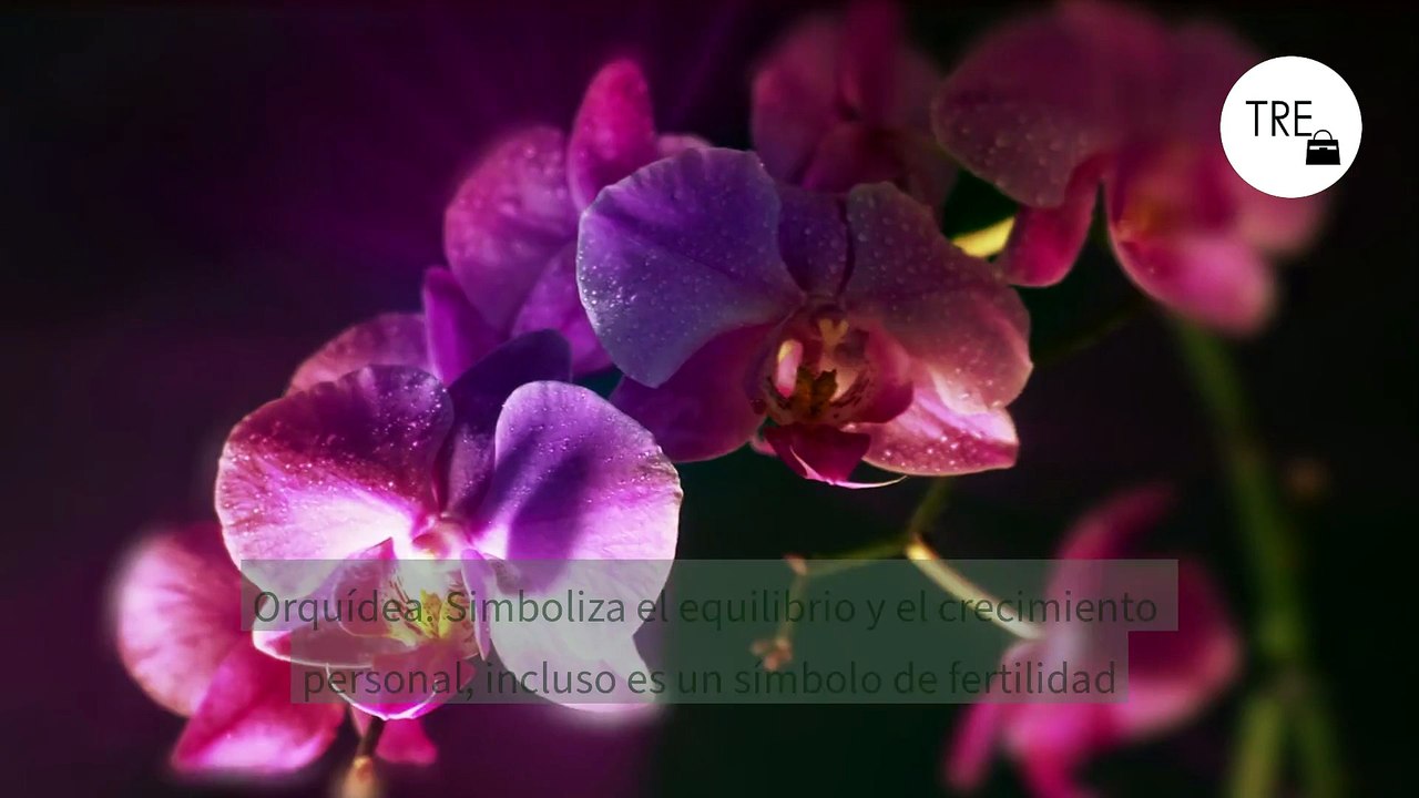 Plantas que le dan un boost de energía a tu casa y sus beneficios