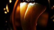 Newton's Stolen Tooth: A 200-Year Cold Case 🔥