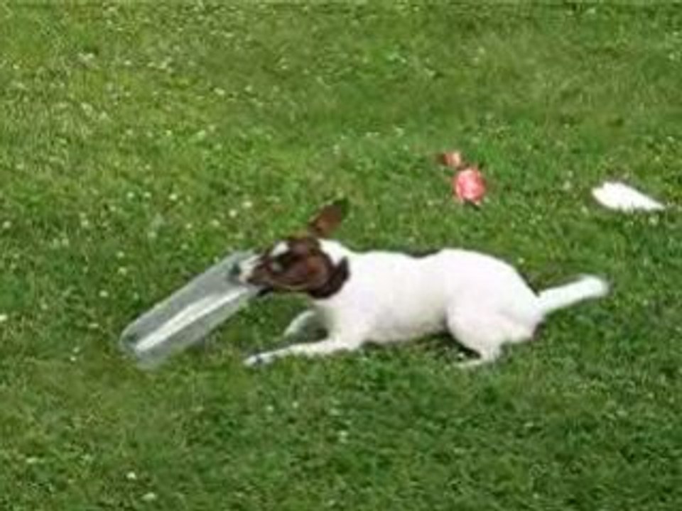 JACK RUSSEL CLEA COCA COLA