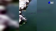 Un dauphin apercu dans le port de plaisance d'Anglet