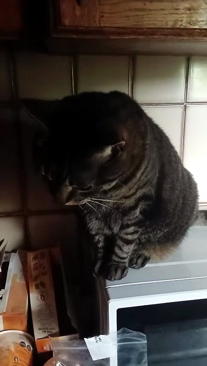 Harry the cat