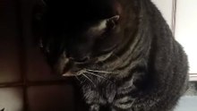 Harry the cat