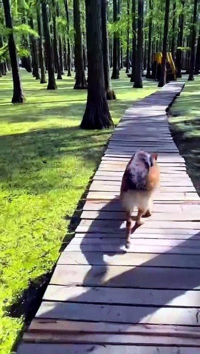 The Good, The Bad, and The Wet: Funny Dog Moments