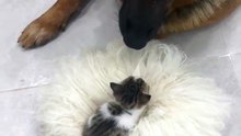 Morning Kitten