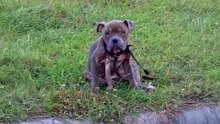 Skinny Pittie Puppy Poisoned With Ibuprofen Is The Nicest Boy
