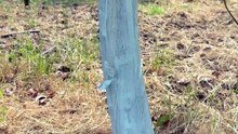 Why are fruit trees whitewashed?