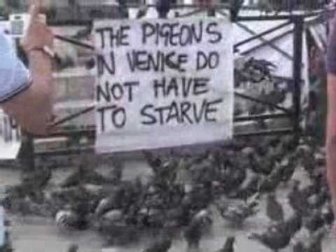 Manifestion pour les pigeons à Venise