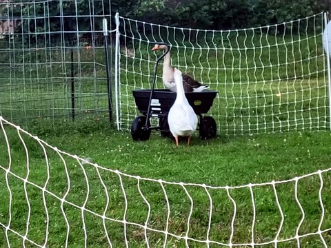 Tooey tries to convince Lemongrab to pull her chariot. | #SparklegleamFarm #Tooey #Lemongrab #farm #geese #farmanimals #soft #cute