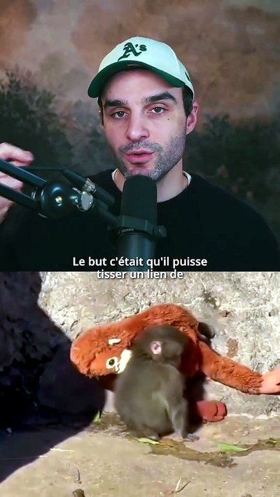 Pourquoi Punch a été abandonné ? 🐒