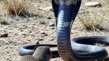 Filter snake