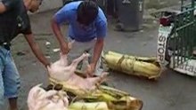 Pigtransport in asia-davao