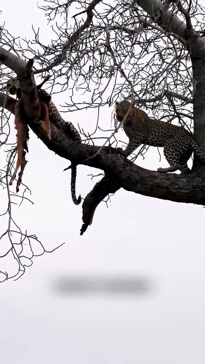 Tense Wildlife Encounter Two Leopards Face Off Over Tree Kill on African Safari