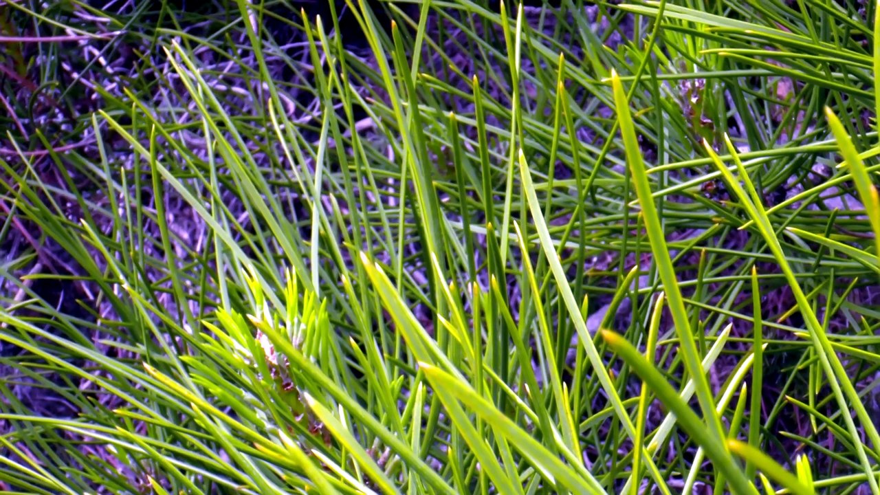 Springwatch S21E07